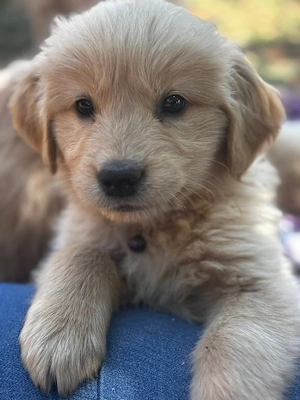 Golden Retriever 6 săptămâni 