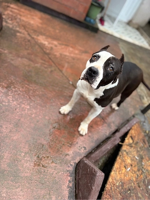 Femela amstaff  - imagine 2