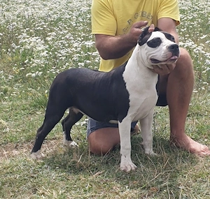 Femela amstaff  - imagine 3