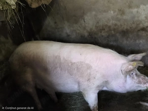 Porc crescut bio - imagine 3