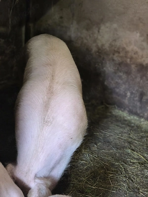 Porc crescut bio