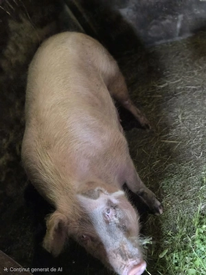 Porc crescut bio - imagine 2