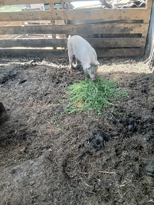 de vânzare o soldana de 80 90 kg aproximativ pentru reproducere sau sacrificare preț 900 lei  - imagine 3
