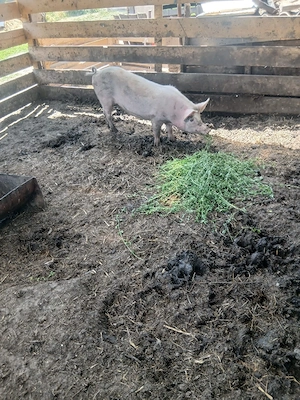 de vânzare o soldana de 80 90 kg aproximativ pentru reproducere sau sacrificare preț 900 lei  - imagine 5