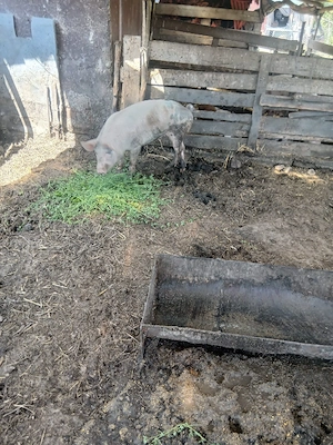 de vânzare o soldana de 80 90 kg aproximativ pentru reproducere sau sacrificare preț 900 lei 