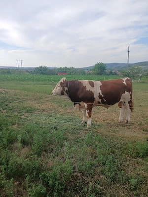 Vând vițel!