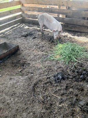 de vânzare o soldana de 80 90 kg aproximativ pentru reproducere sau sacrificare preț 900 lei  - imagine 2