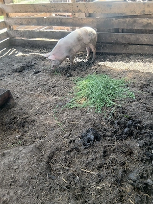 de vânzare o soldana de 80 90 kg aproximativ pentru reproducere sau sacrificare preț 900 lei  - imagine 4