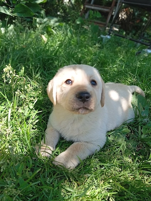 Puiuti de Labrador   - imagine 3