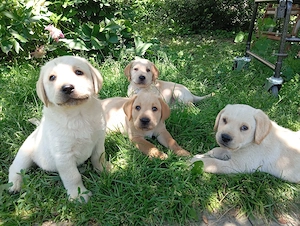 Puiuti de Labrador   - imagine 2