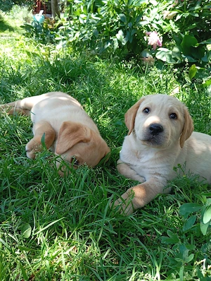 Puiuti de Labrador   - imagine 4