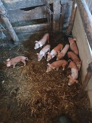 de vânzare scroafă cu 9 purcei forte blândă purcei sunt frumoși și sănătoși  - imagine 3