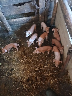 de vânzare scroafă cu 9 purcei forte blândă purcei sunt frumoși și sănătoși  - imagine 2