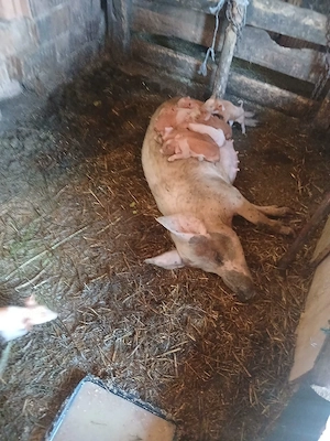 de vânzare scroafă cu 9 purcei forte blândă purcei sunt frumoși și sănătoși  - imagine 4
