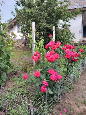 Vand teren intravilan pentru casa in Crucea de Jos, Panciu, Vrancea - imagine 6