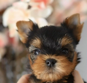 Yorkshire terrier talie mica - imagine 2