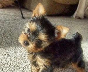 Yorkshire terrier talie mica