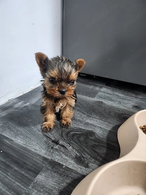 Yorkshire terrier talie mica - imagine 2