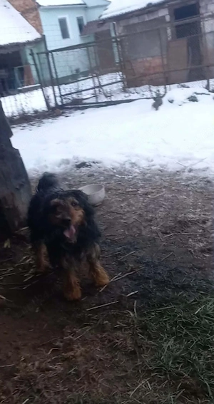 vând mascul și femelă jagdterier