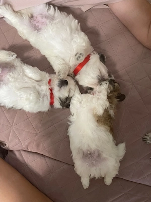 Vand shih tzu ,vaccinat , varsta 2 luni - imagine 2