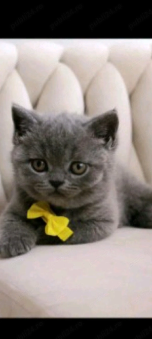 British Shorthair!!!