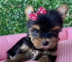 Yorkshire terrier talie mica  - imagine 2