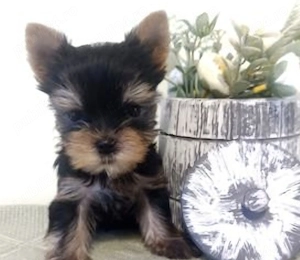 yorkshire terrier talie mica  - imagine 2