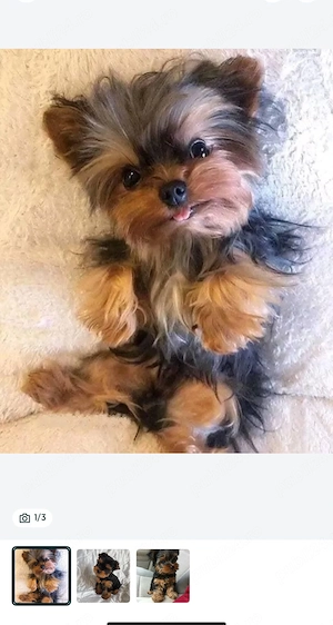 Yorkshire terrier talie mica  - imagine 2