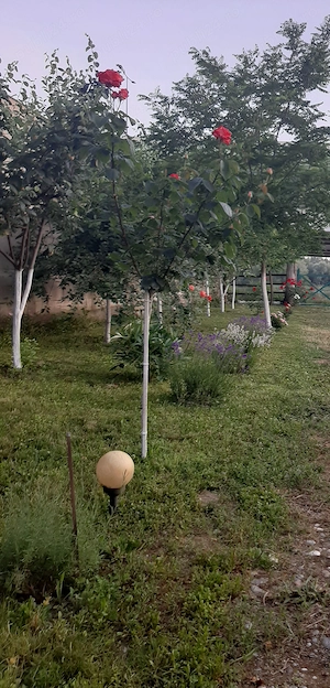 Teren și casa de vacanta cu iesire la lacul Milcov.  - imagine 9