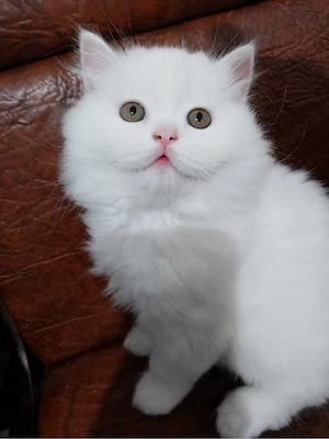 British Longhair White