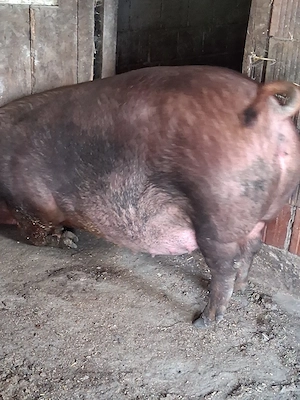 scroafa  duroc 