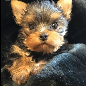 Yorkshire terrier talie mica