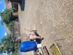 Vând animale