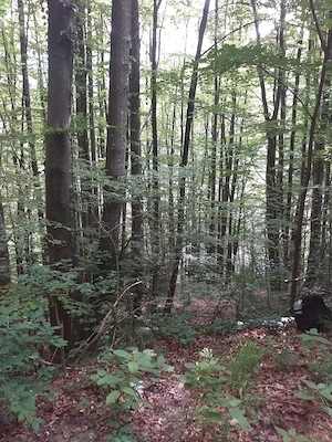 Teren intravilan, Sinaia, in oras !!  64 e mp - imagine 4