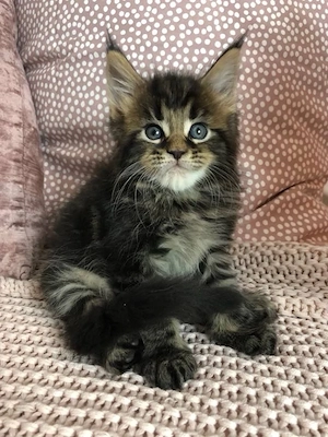 Maine Coon