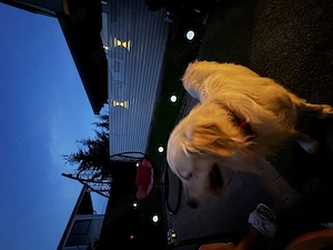 Donez Golden Retriver urgent!