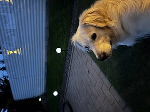 Donez Golden Retriver urgent! - imagine 4