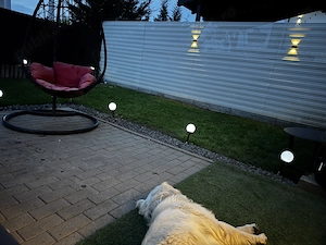 Donez Golden Retriver urgent! - imagine 2