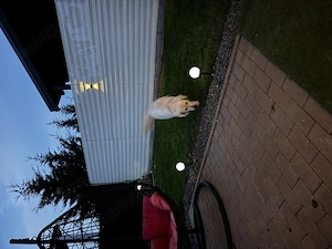Donez Golden Retriver urgent! - imagine 3