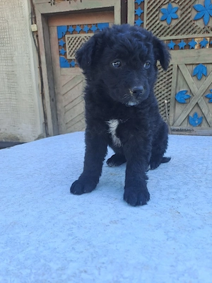 căței pentru adopție - imagine 2