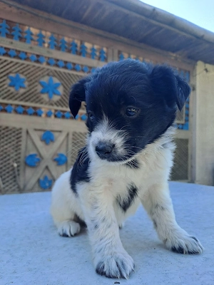 căței pentru adopție