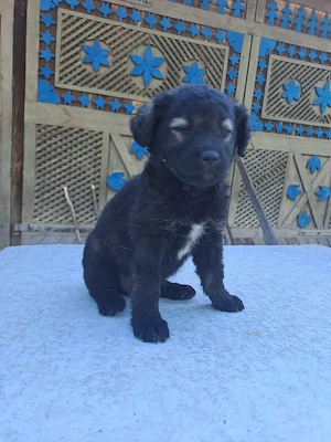 căței pentru adopție - imagine 4