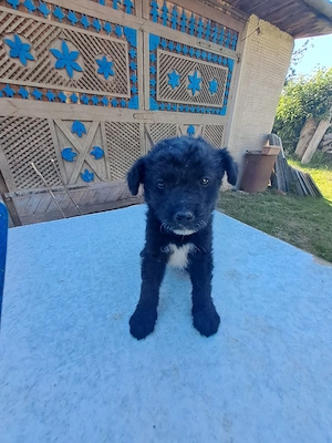 căței pentru adopție - imagine 5