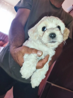 Vindem pui de bichon , talie mica-medie , aproximativ 2 luni - imagine 4
