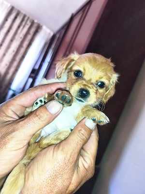 Vindem pui de bichon , talie mica-medie , aproximativ 2 luni - imagine 5