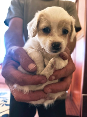 Vindem pui de bichon , talie mica-medie , aproximativ 2 luni