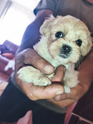 Vindem pui de bichon , talie mica-medie , aproximativ 2 luni - imagine 3