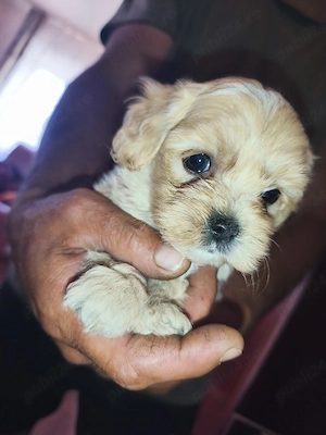 Vindem pui de bichon , talie mica-medie , aproximativ 2 luni - imagine 2