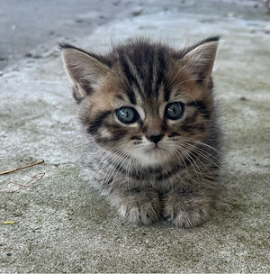 British Shorthair 
