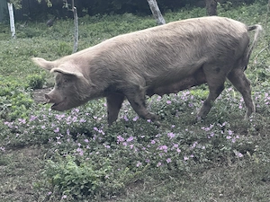 Porci de vanzare - imagine 3